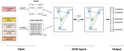 graph frontiersin pseudogene borrowing function